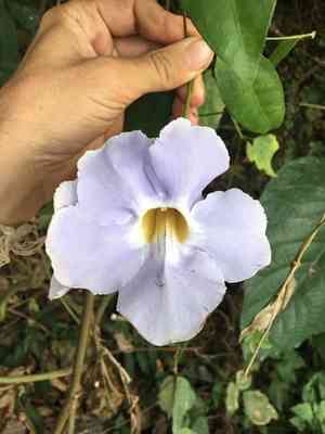 Laurel clockvine(Thunbergia laurifolia)