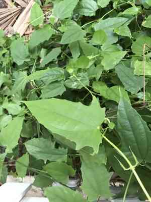Laurel clockvine(Thunbergia laurifolia)