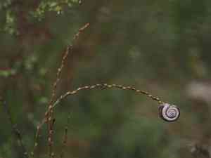 Annual thymelaea(Thymelaea passerina)