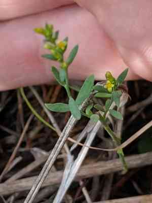 Annual thymelaea(Thymelaea passerina)