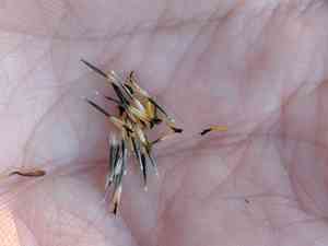 Woolly pricklyleaf(Thymophylla micropoides)