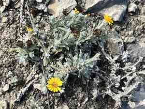 Woolly pricklyleaf(Thymophylla micropoides)