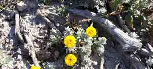 Woolly pricklyleaf(Thymophylla micropoides)