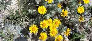 Woolly pricklyleaf(Thymophylla micropoides)
