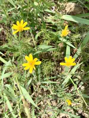 Bristleleaf pricklyleaf(Thymophylla tenuiloba)