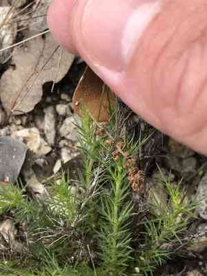 Bristleleaf pricklyleaf(Thymophylla tenuiloba)