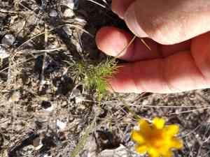 Bristleleaf pricklyleaf(Thymophylla tenuiloba)