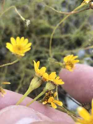 Bristleleaf pricklyleaf(Thymophylla tenuiloba)