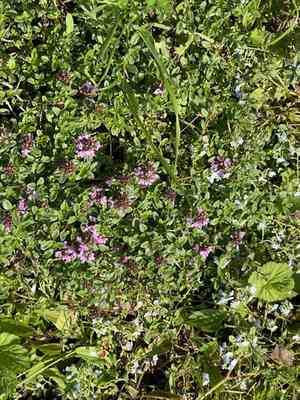 Thyme(Thymus mongolicus)