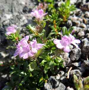 Thyme(Thymus mongolicus)