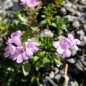 Thyme(Thymus mongolicus)