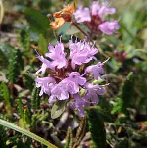 Thyme(Thymus mongolicus)
