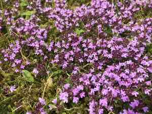Mother of thyme(Thymus praecox)