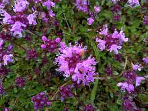 Mother of thyme(Thymus praecox)