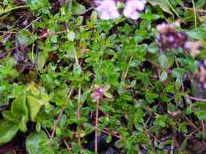 Mother of thyme(Thymus praecox)