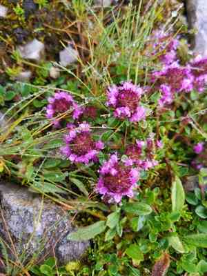 Mother of thyme(Thymus praecox)