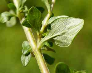 Lemon thyme(Thymus pulegioides)