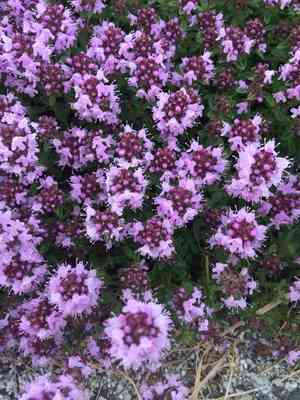 Lemon thyme(Thymus pulegioides)