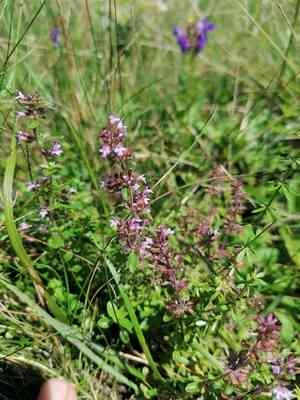 Lemon thyme(Thymus pulegioides)