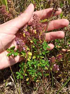Lemon thyme(Thymus pulegioides)
