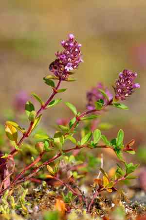 Lemon thyme(Thymus pulegioides)