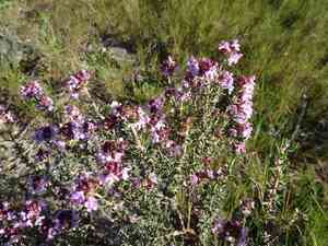 Garden thyme(Thymus vulgaris)