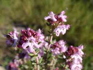Garden thyme(Thymus vulgaris)