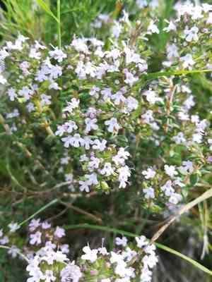Garden thyme(Thymus vulgaris)