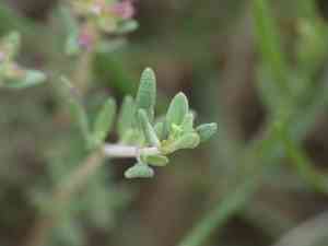 Garden thyme(Thymus vulgaris)