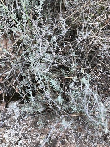 Garden thyme