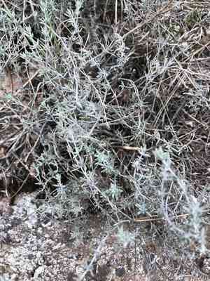 Garden thyme(Thymus vulgaris)