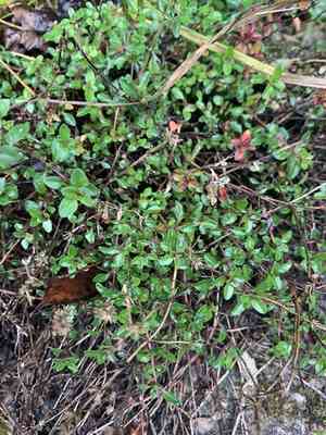 Thymes (Thymus)(Thymus)