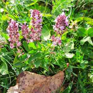 Thymes (Thymus)(Thymus)