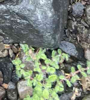 Thymes (Thymus)(Thymus)