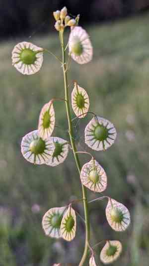 Ribbed fringepod(Thysanocarpus radians)