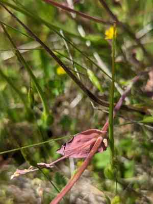 Ribbed fringepod(Thysanocarpus radians)