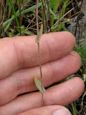 Ribbed fringepod(Thysanocarpus radians)