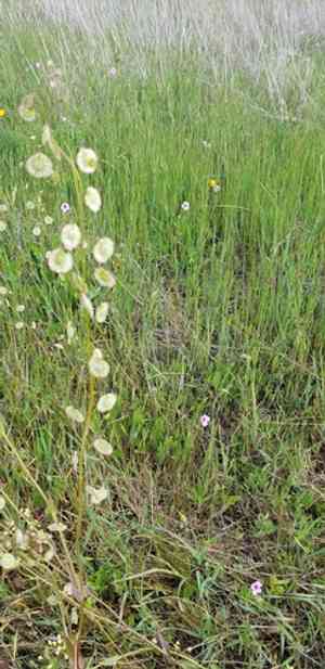Ribbed fringepod(Thysanocarpus radians)