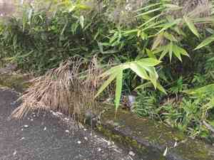 Tiger grass(Thysanolaena latifolia)