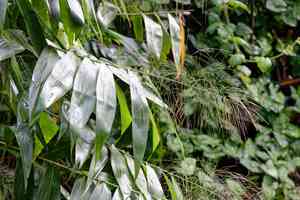 Tiger grass(Thysanolaena latifolia)