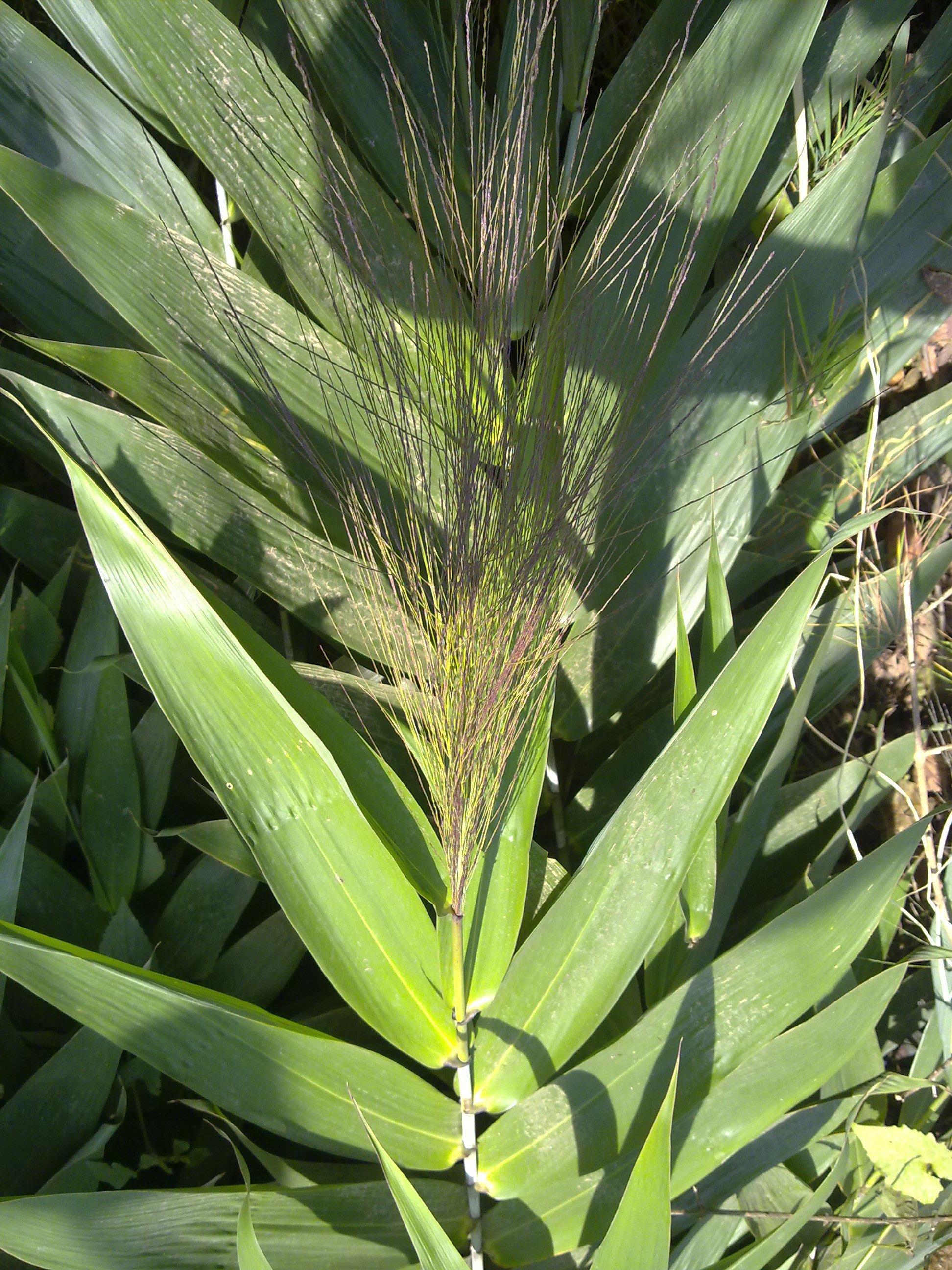 Tiger grass