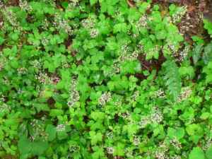 Sugar-scoop(Tiarella trifoliata)
