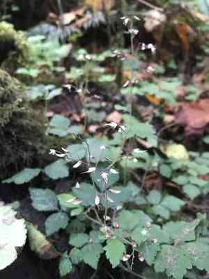 Sugar-scoop(Tiarella trifoliata)