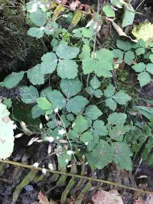 Sugar-scoop(Tiarella trifoliata)