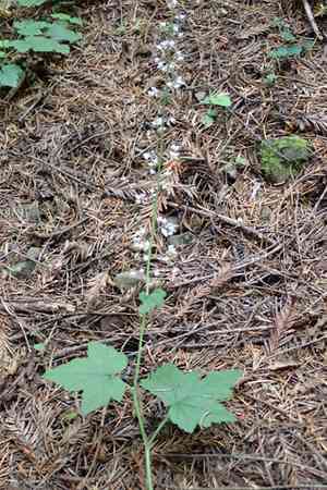 Sugar-scoop(Tiarella trifoliata)