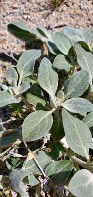Shrubby honeysweet(Tidestromia suffruticosa)