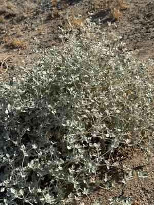 Shrubby honeysweet(Tidestromia suffruticosa)