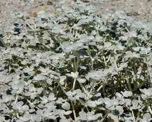 Shrubby honeysweet(Tidestromia suffruticosa)