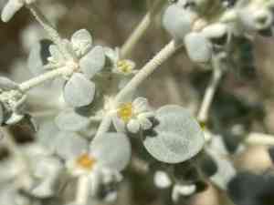 Shrubby honeysweet(Tidestromia suffruticosa)