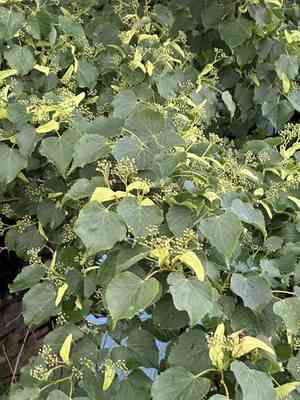 Amur lime(Tilia amurensis)